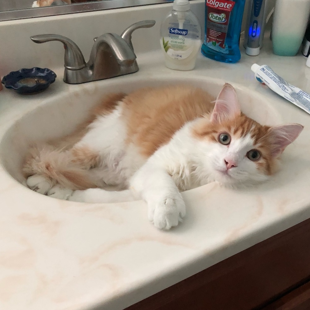 Meet your Posher, Carlos